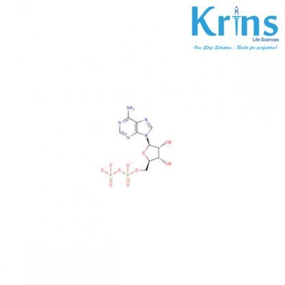 pyruvate kinase ex. rabbit muscle, 100u/mg